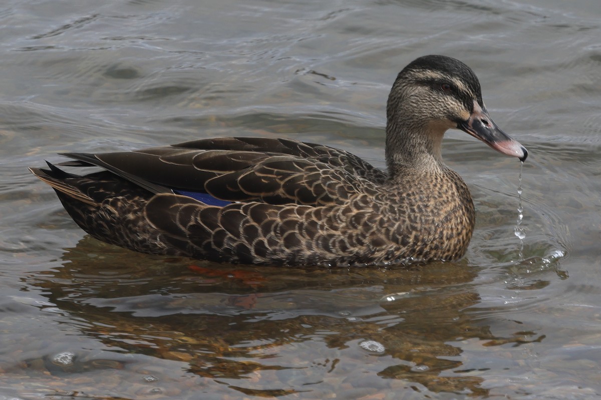 Mallard x Pacific Black Duck (hybrid) - ML619127120