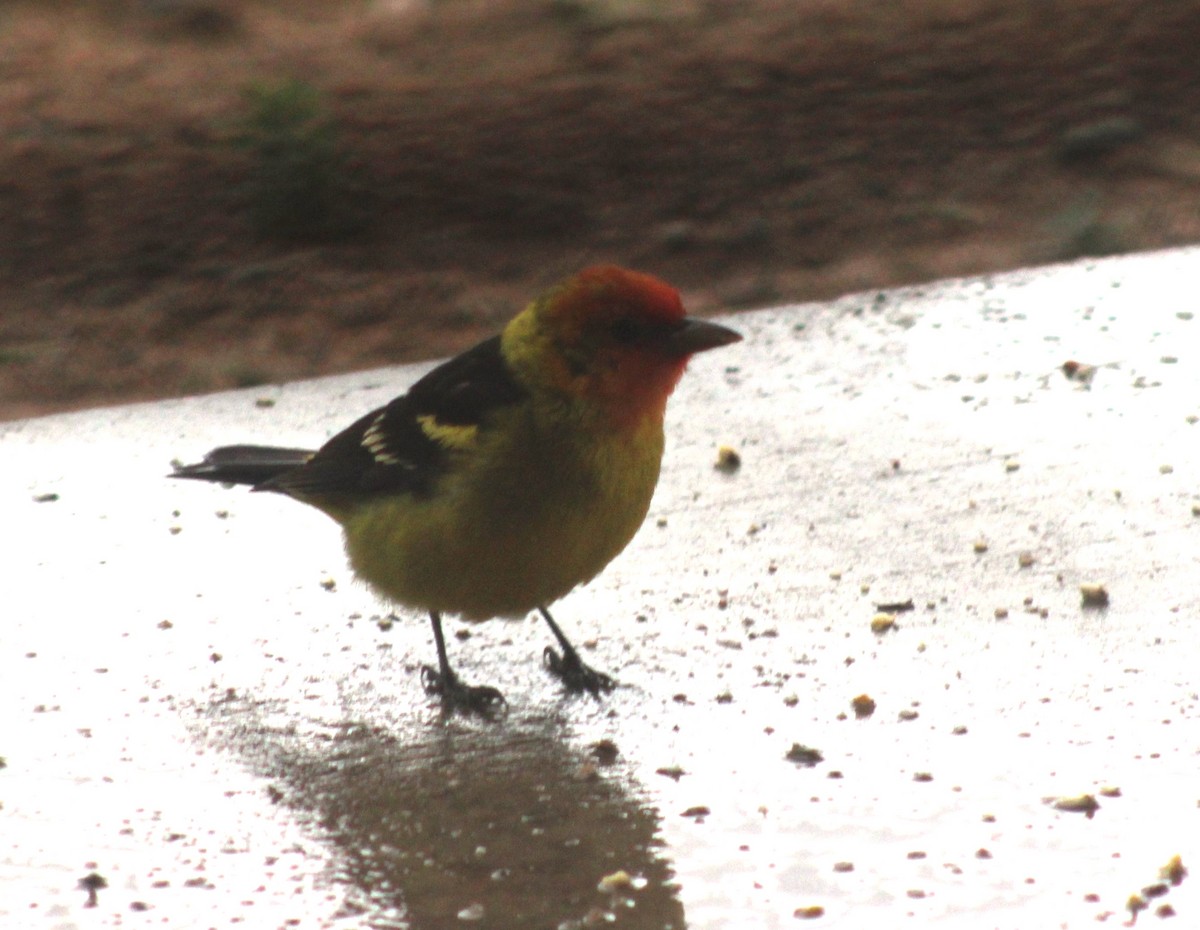 Western Tanager - ML619127155