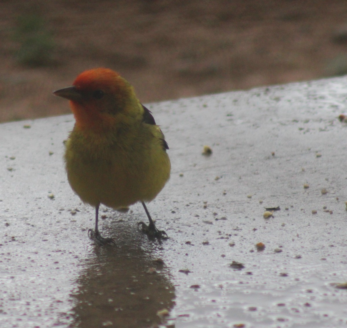 Western Tanager - ML619127156
