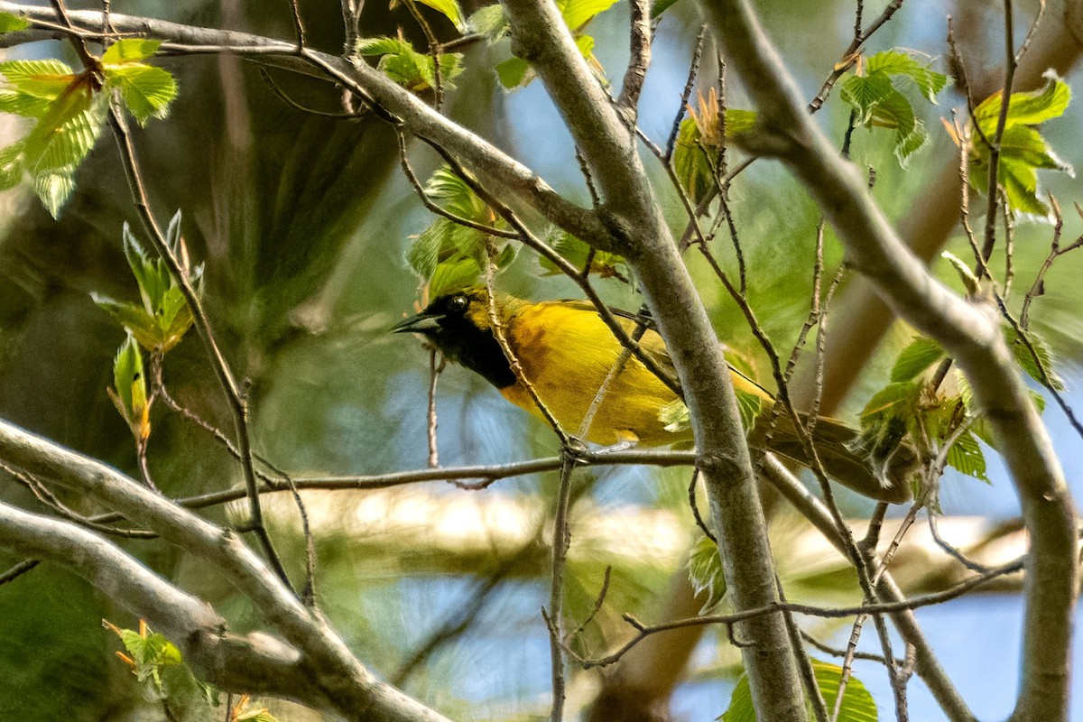 Orchard Oriole - ML619127163