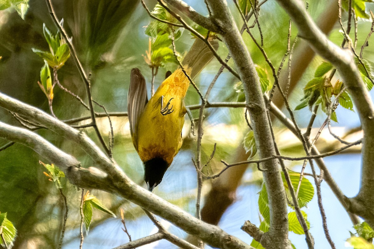 Orchard Oriole - ML619127164