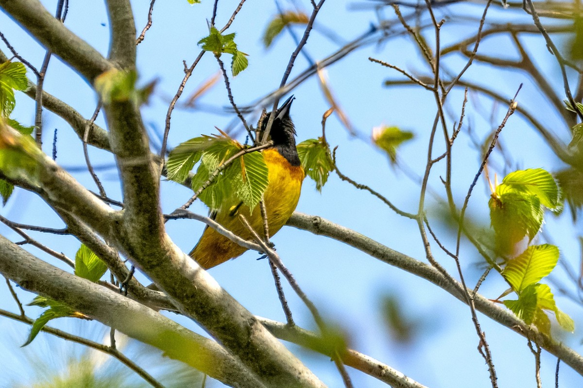 Orchard Oriole - ML619127165