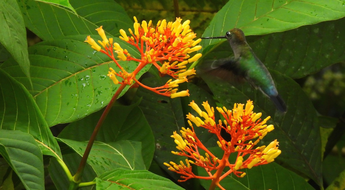 kolibřík zelenočelý - ML619127171