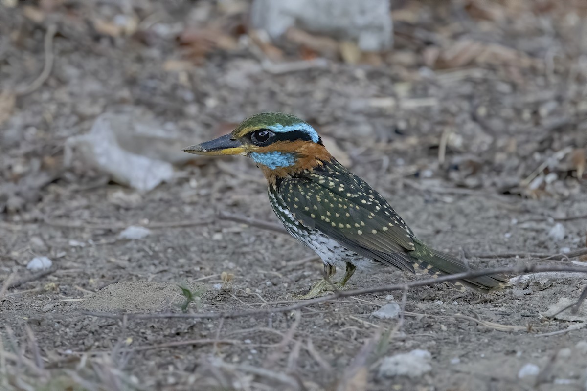 Spotted Kingfisher - ML619127211