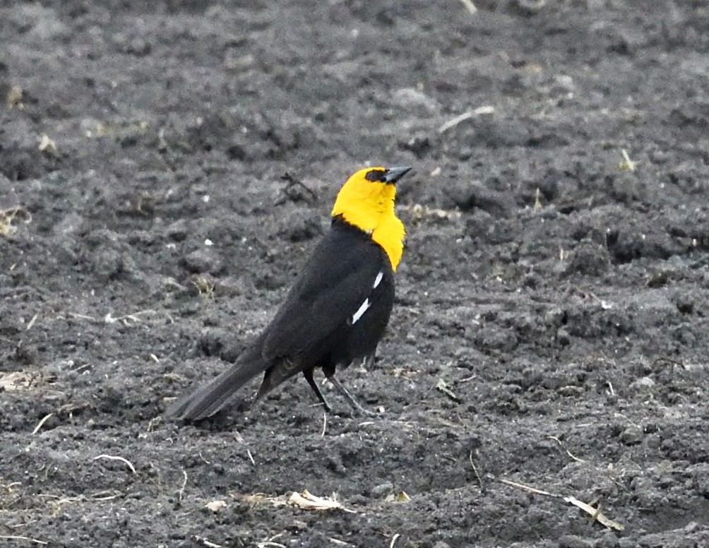 Yellow-headed Blackbird - ML619127277