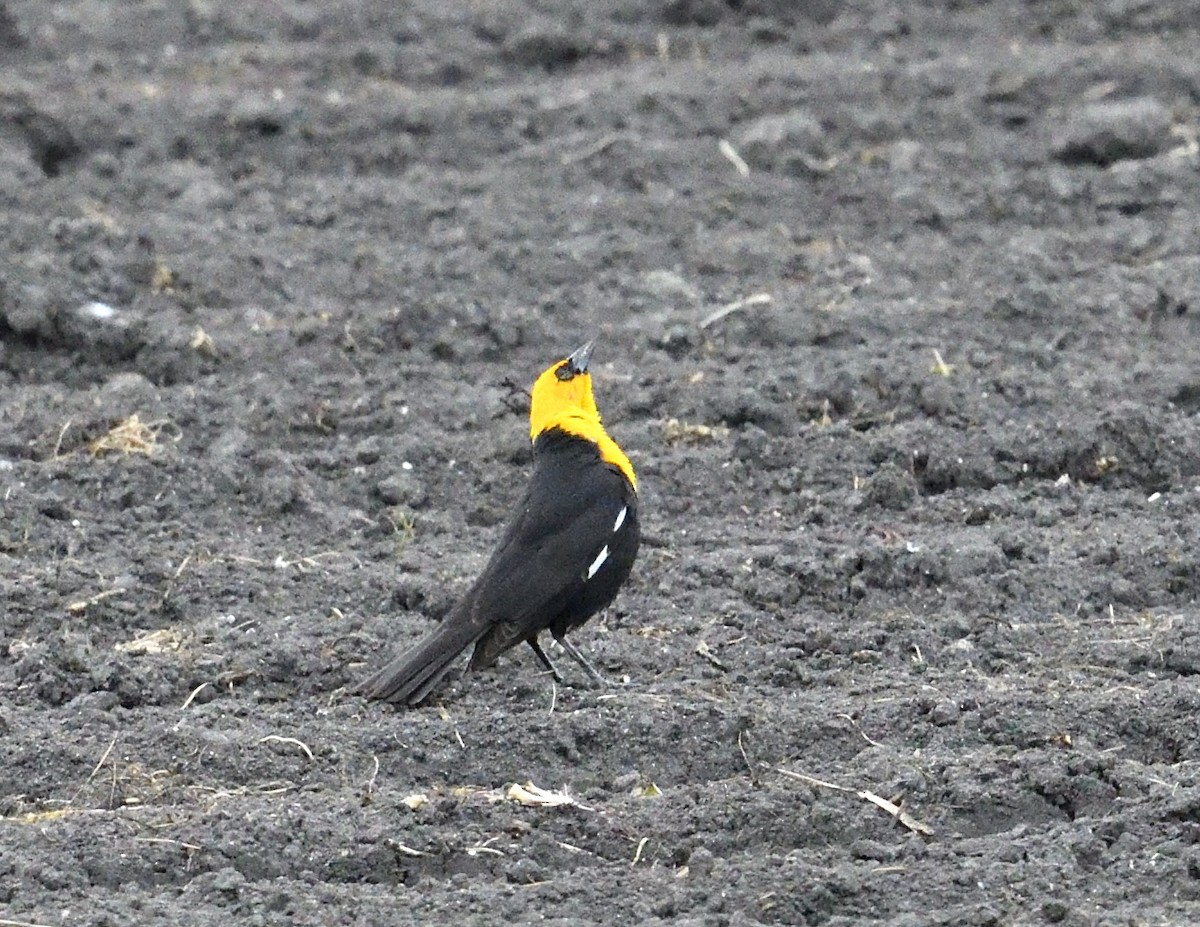 Yellow-headed Blackbird - ML619127280