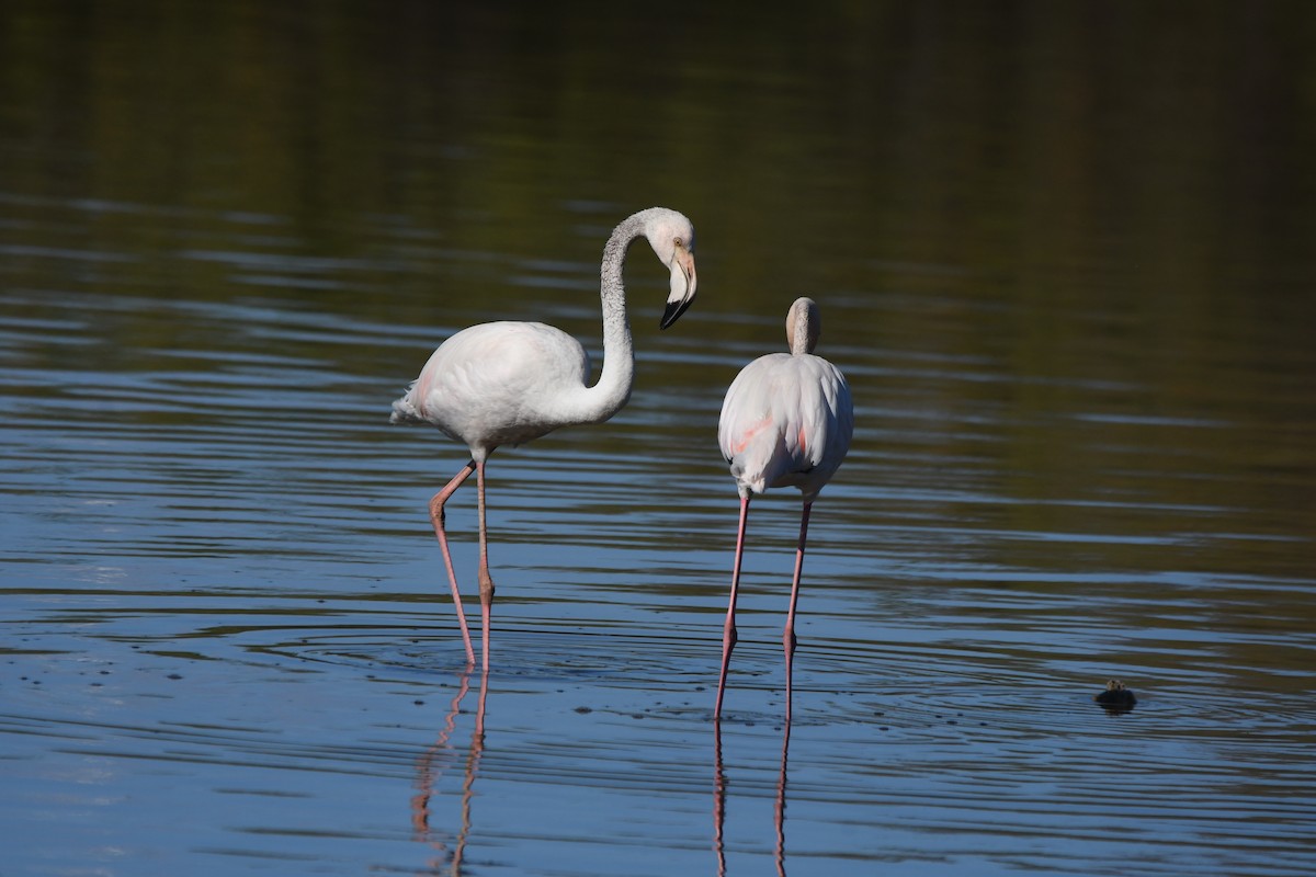 Greater Flamingo - ML619127287