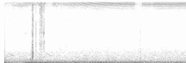 Râle à poitrine blanche - ML619127298