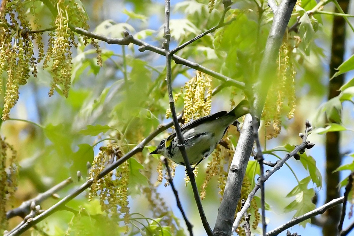 Yellow-rumped Warbler (Myrtle) - ML619127363