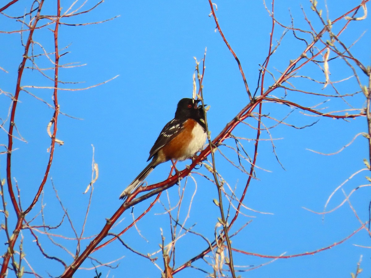 Spotted Towhee - ML619127370