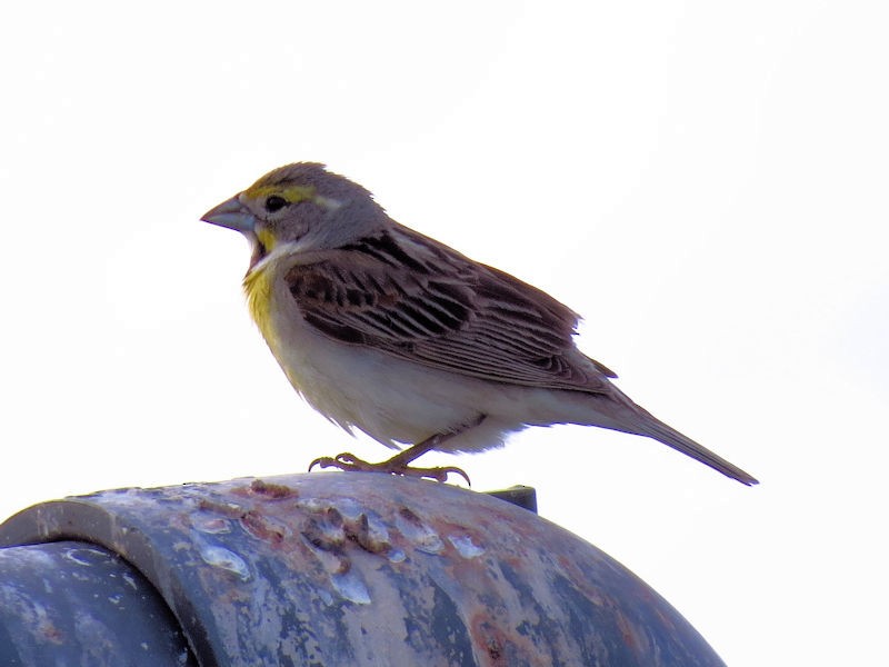 Dickcissel - Dean Newhouse