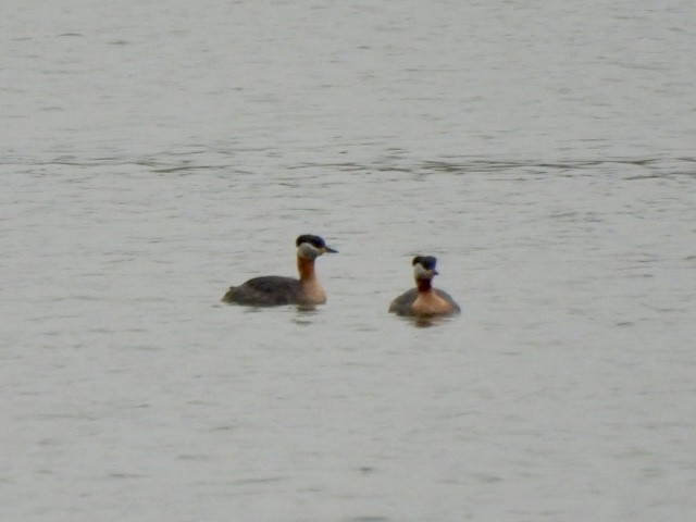 Red-necked Grebe - ML619127467