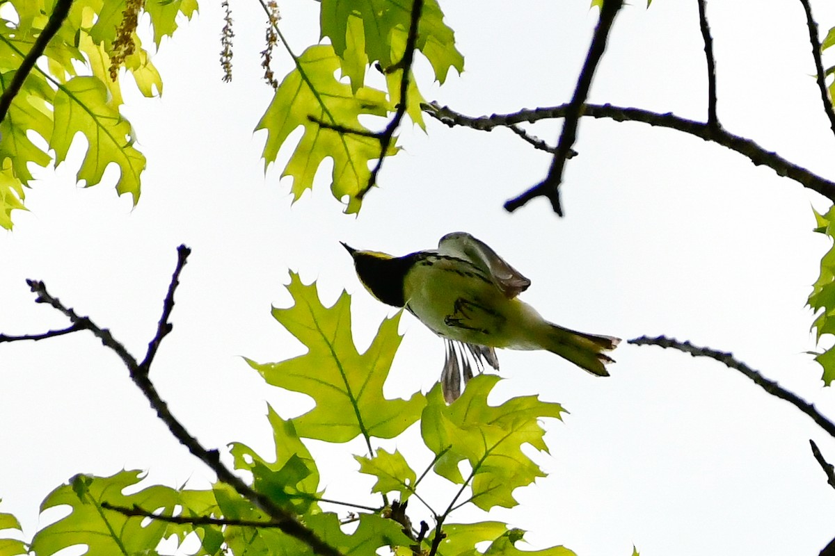Black-throated Green Warbler - ML619127478