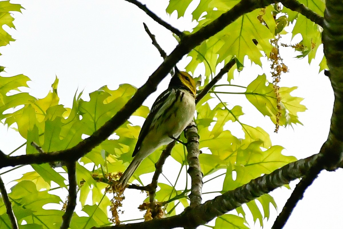 Black-throated Green Warbler - ML619127480