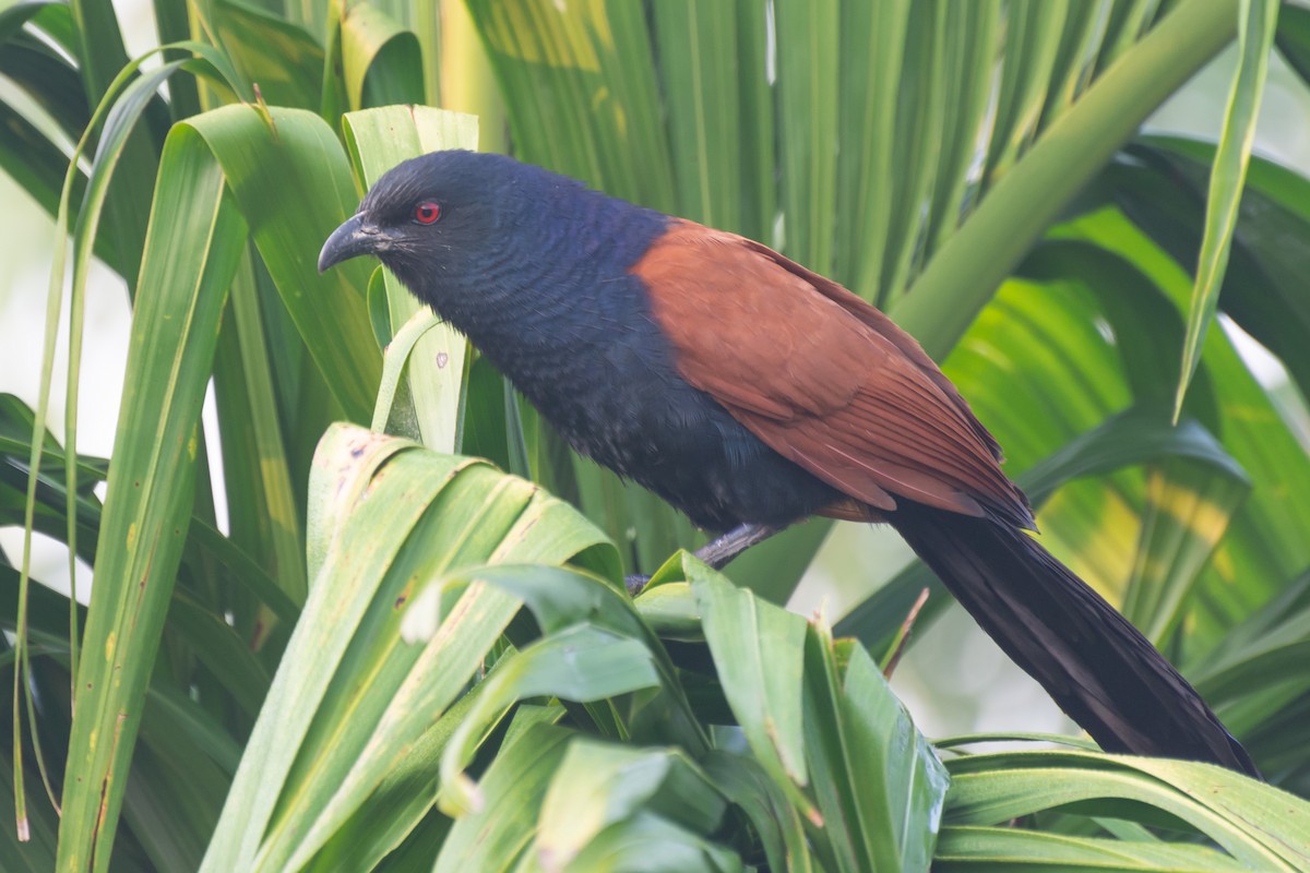 Greater Coucal - ML619127507