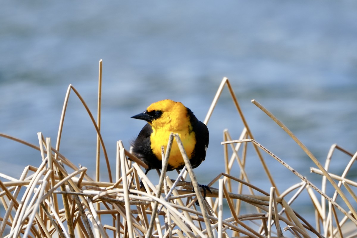 Yellow-headed Blackbird - ML619127546