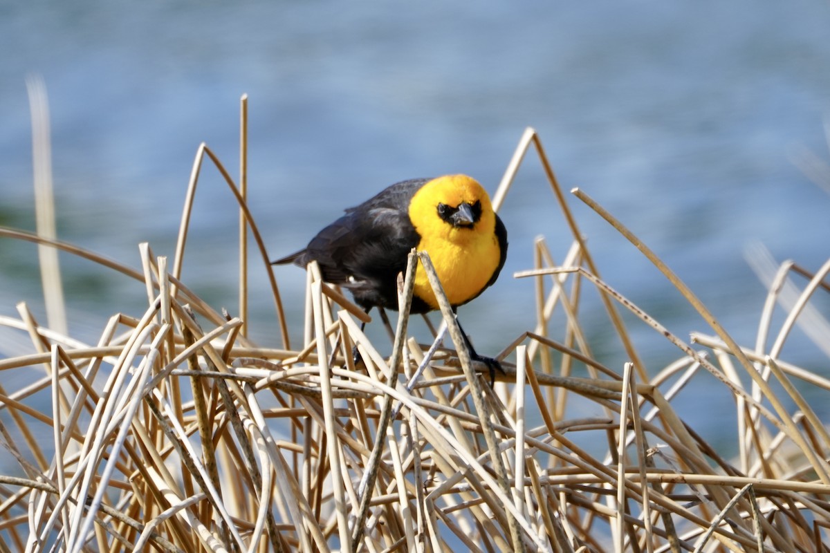 Yellow-headed Blackbird - ML619127547