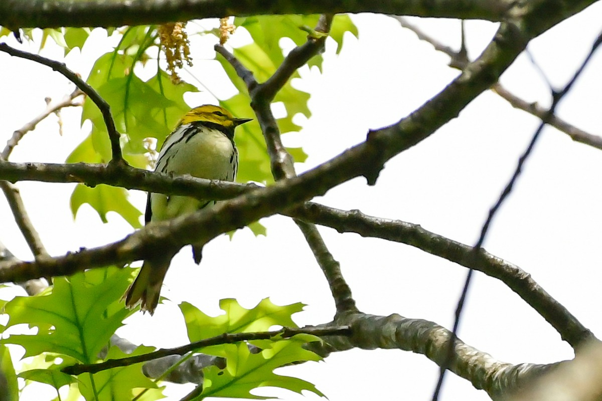 Black-throated Green Warbler - ML619127556