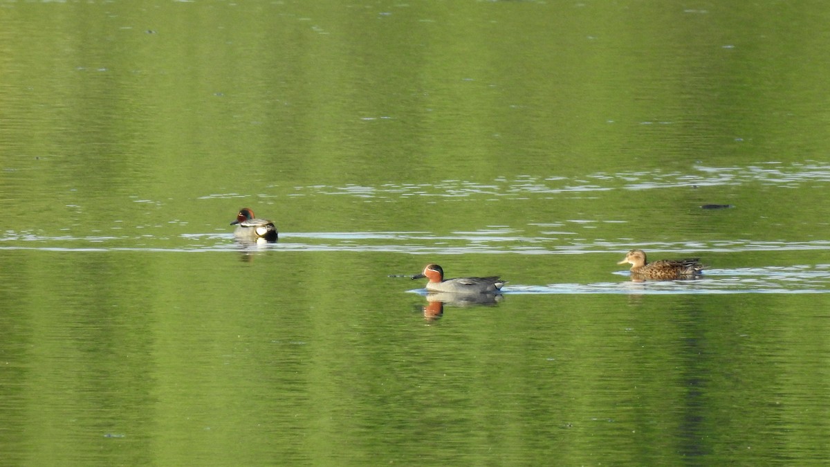 Green-winged Teal - ML619127576
