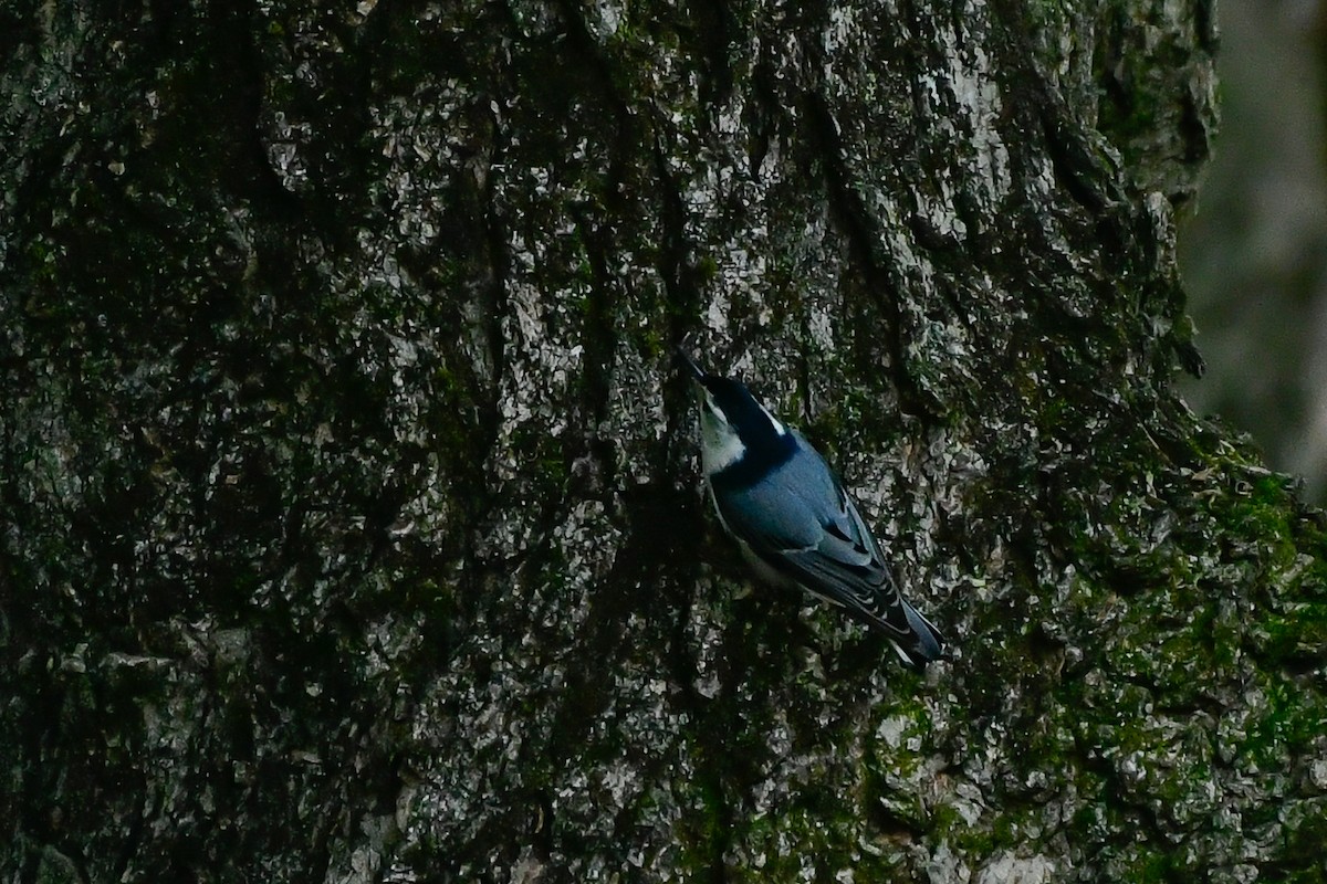 White-breasted Nuthatch (Eastern) - ML619127622