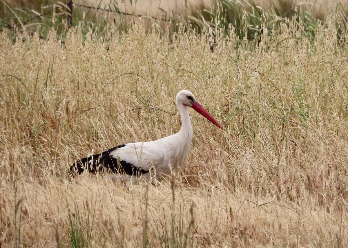 White Stork - ML619127628