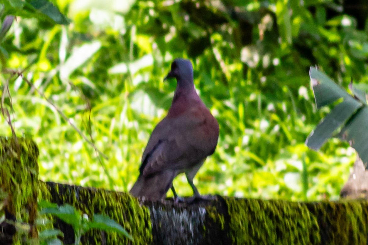 Pigeon de Madagascar - ML619127659