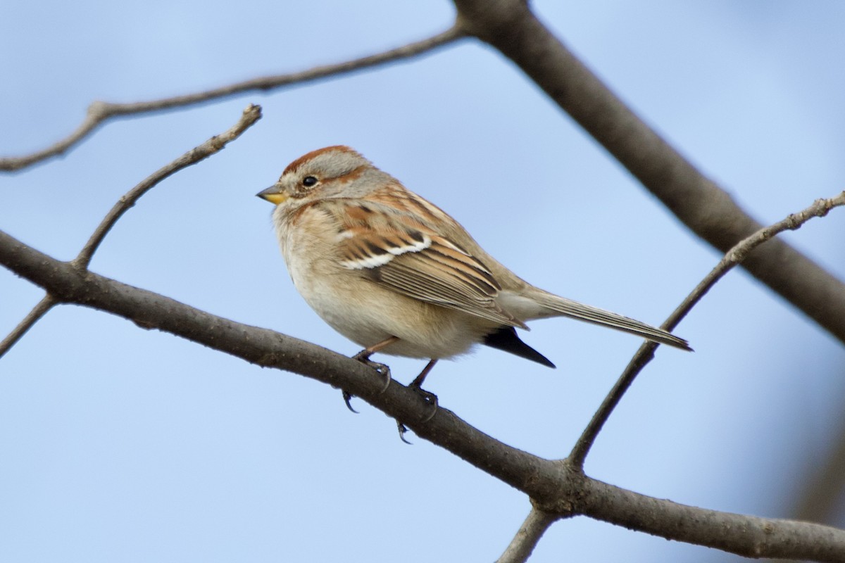 American Tree Sparrow - ML619127703