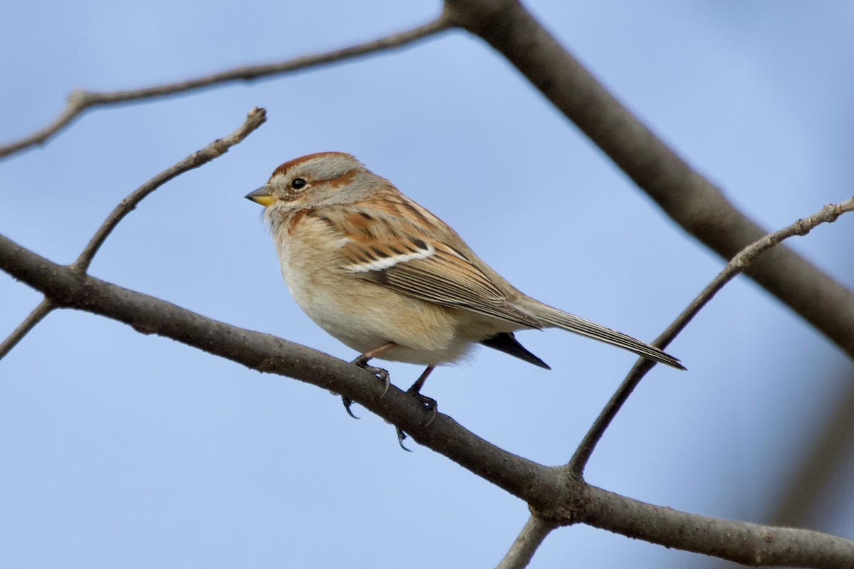 American Tree Sparrow - ML619127704