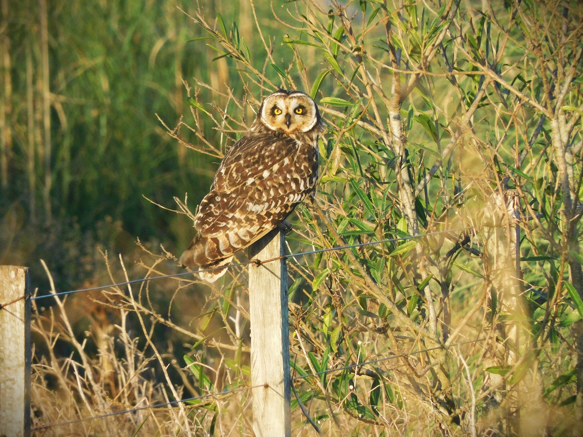 Short-eared Owl - ML619127741