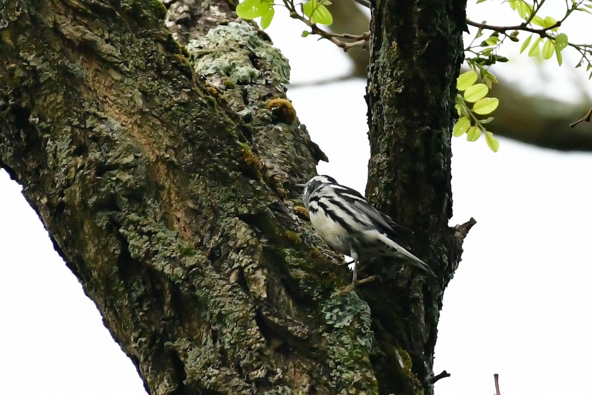Black-and-white Warbler - ML619127745