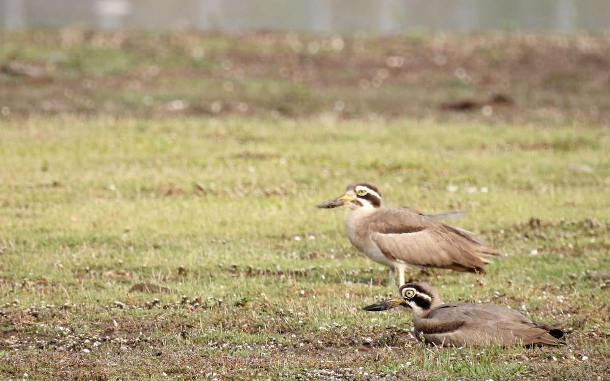 Great Thick-knee - ML619127751