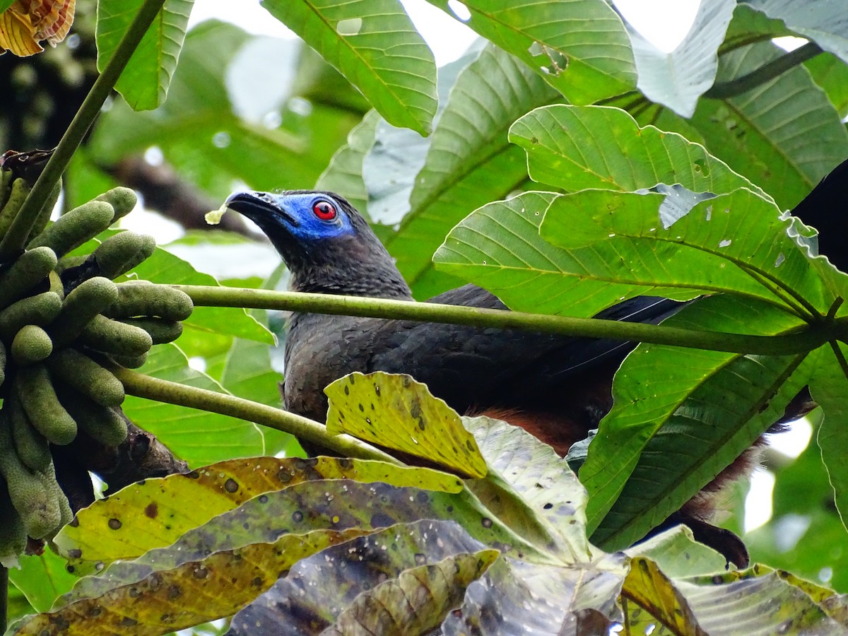 Sickle-winged Guan - ML619127768