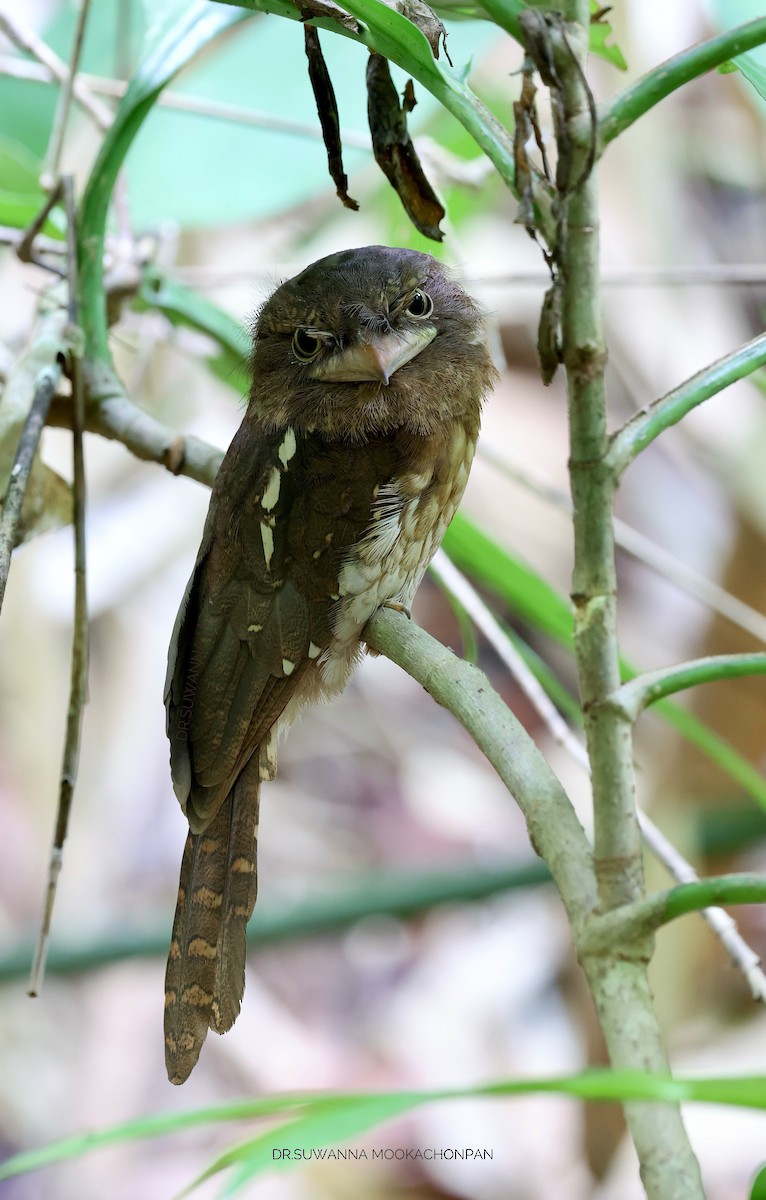 Gould's Frogmouth - ML619127778