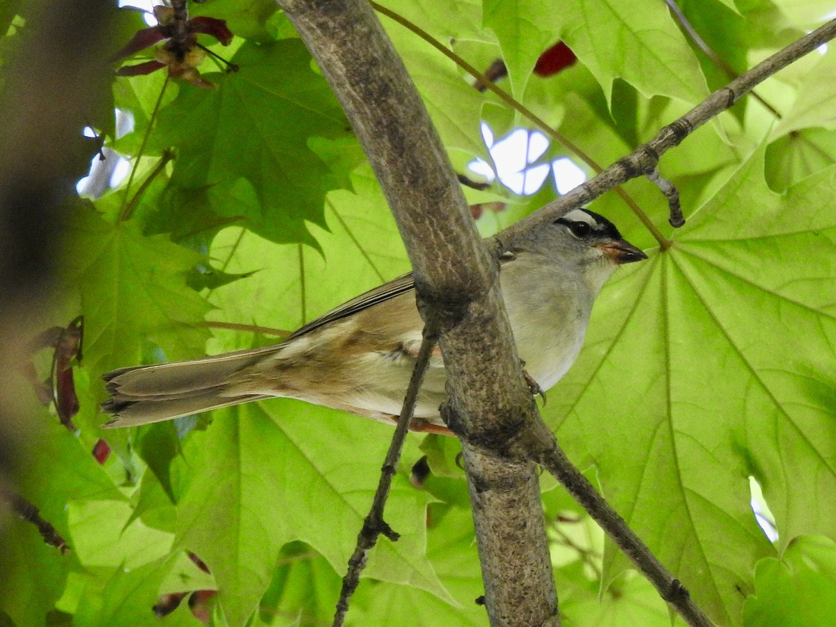 White-crowned Sparrow - ML619127849
