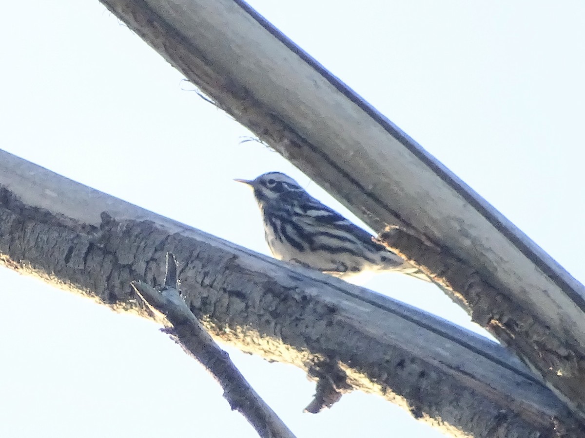 Black-and-white Warbler - ML619127869
