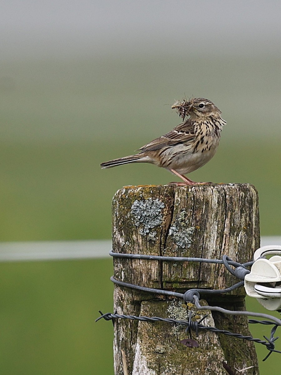 Meadow Pipit - ML619127873