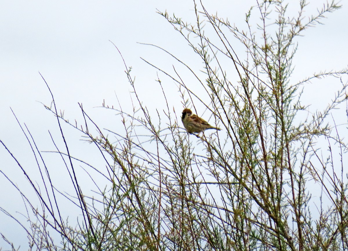 Eurasian Tree Sparrow - ML619127891
