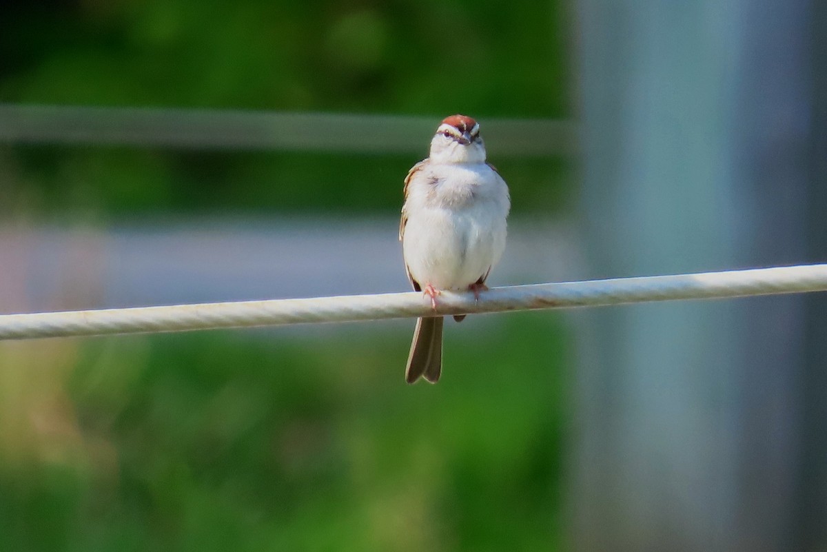 Chipping Sparrow - ML619127955