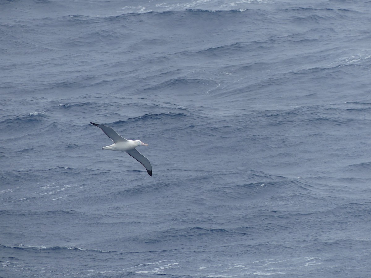 albatros stěhovavý - ML619127960