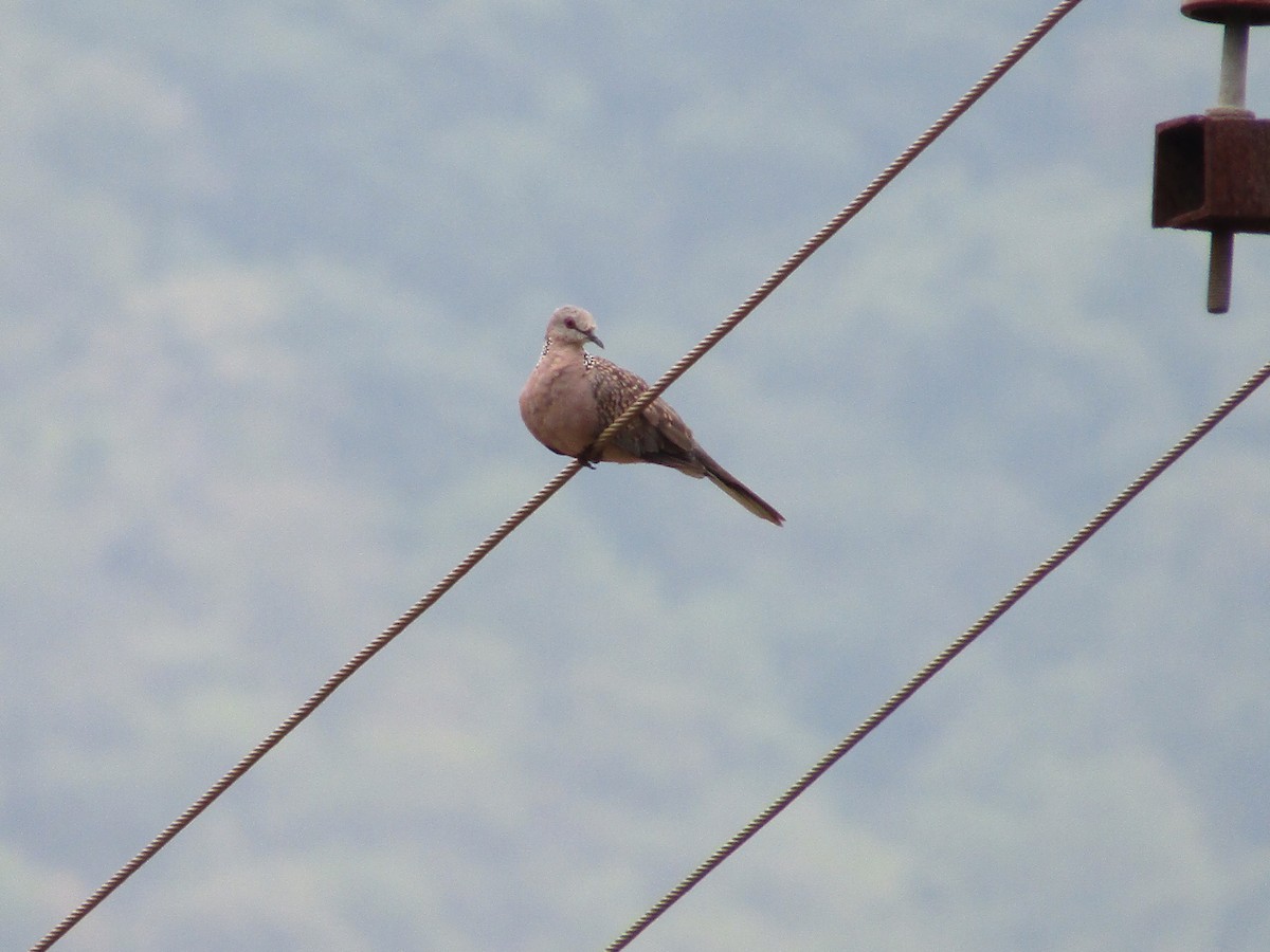 Spotted Dove - ML619127984