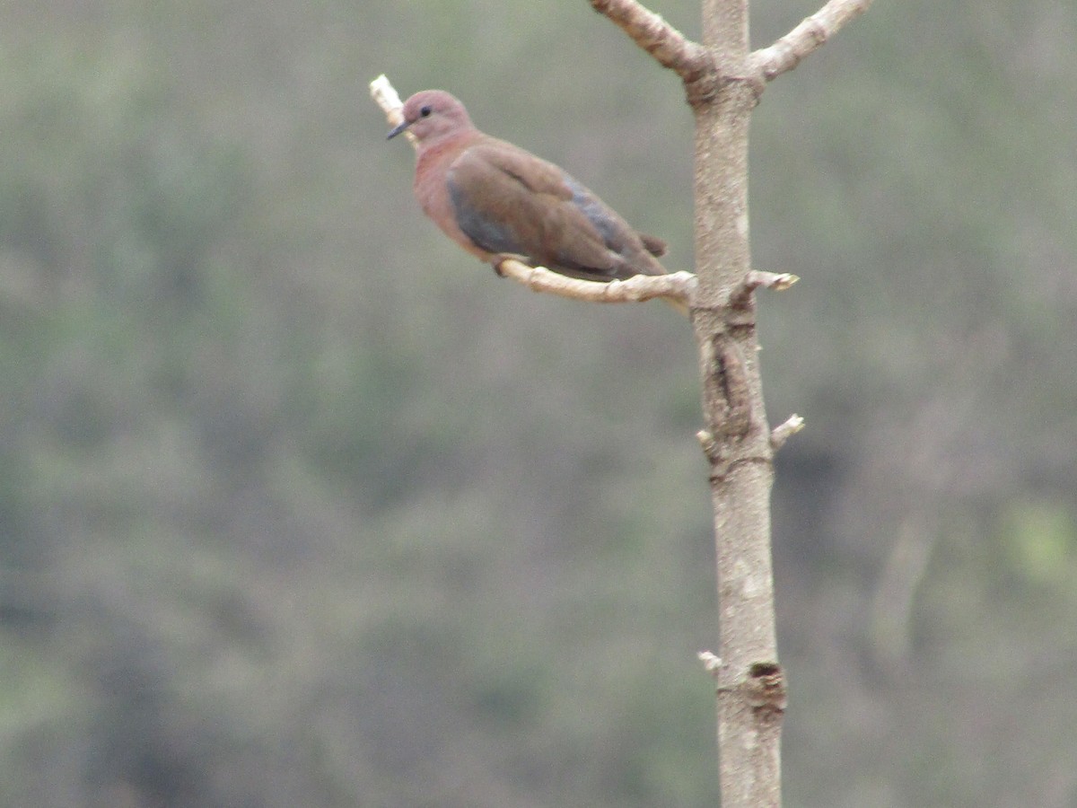 Laughing Dove - ML619127989
