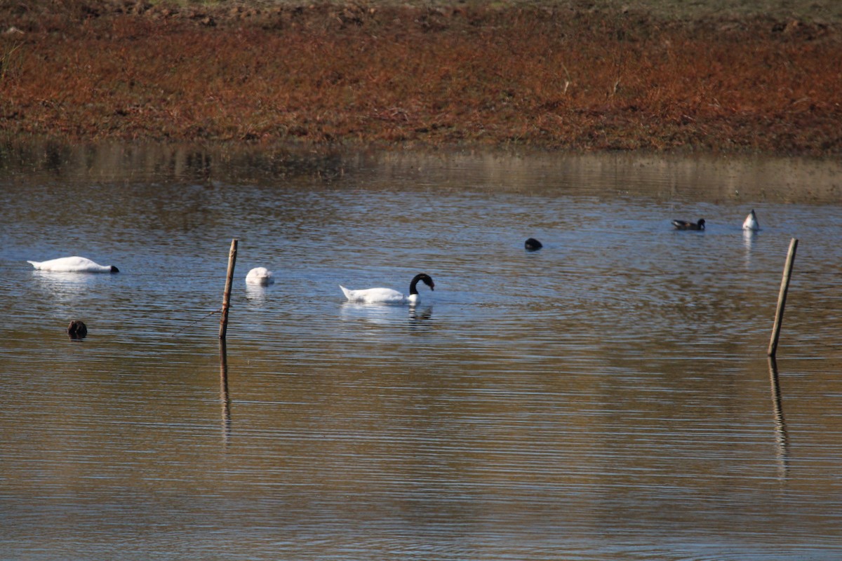 Black-necked Swan - ML619128057