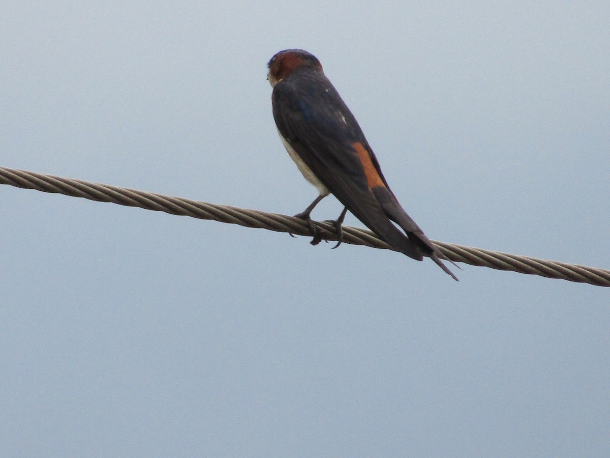 Red-rumped Swallow - ML619128062