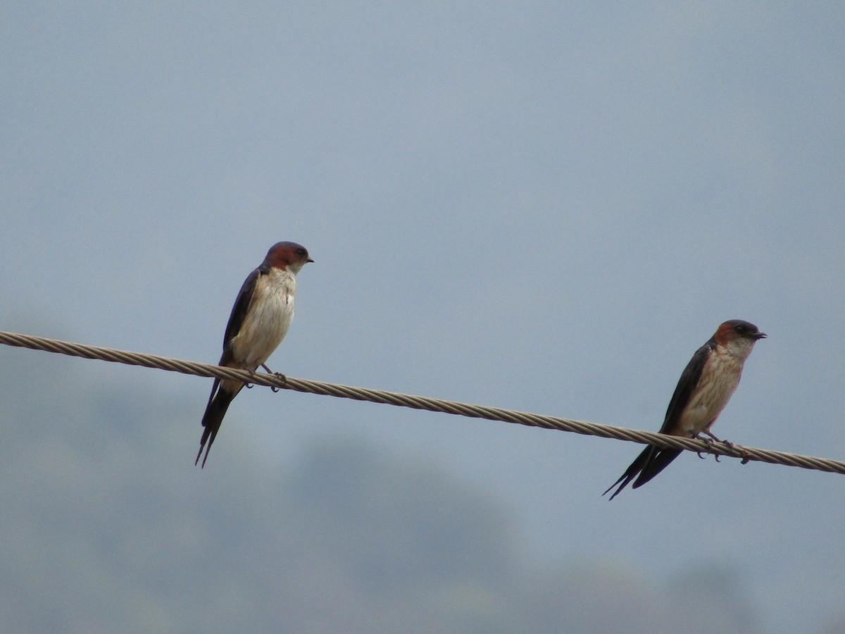 Red-rumped Swallow - ML619128070