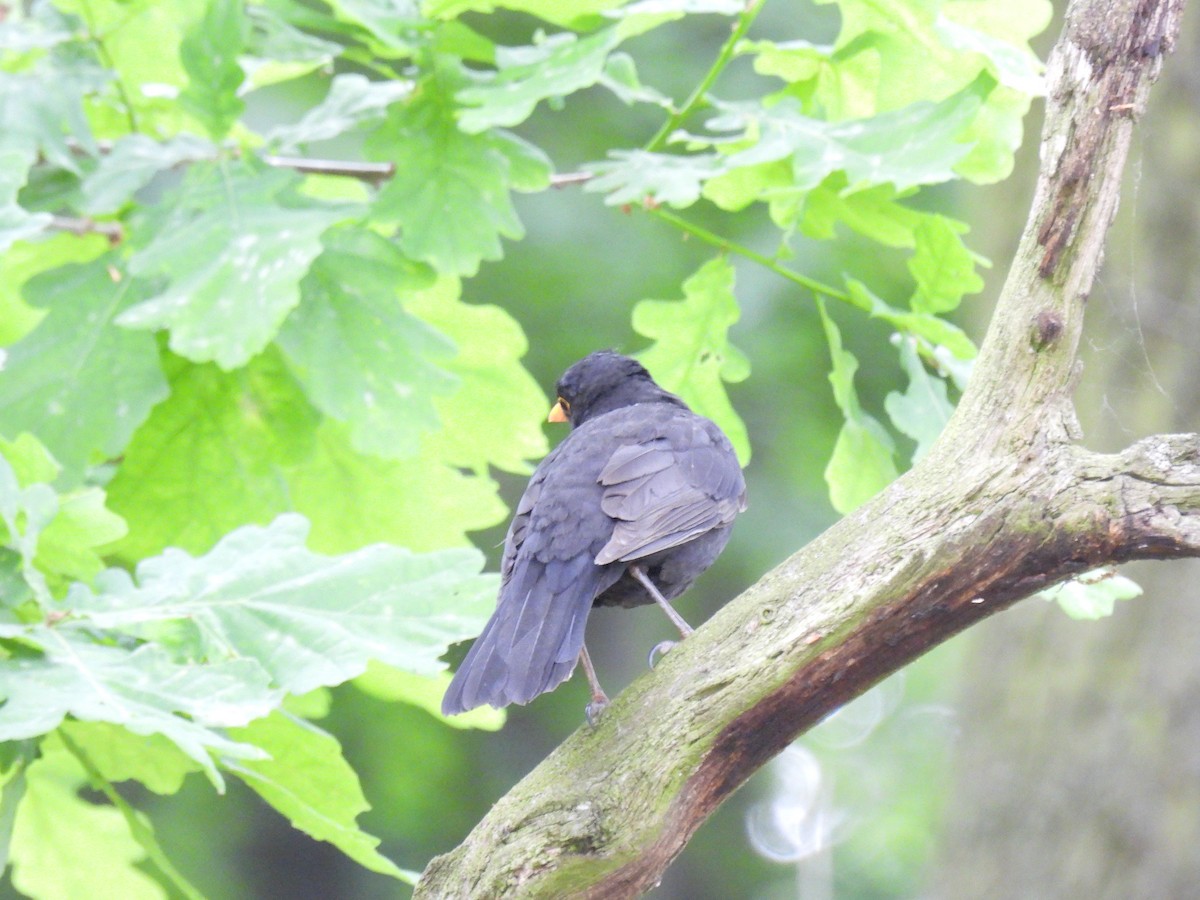 Eurasian Blackbird - ML619128080