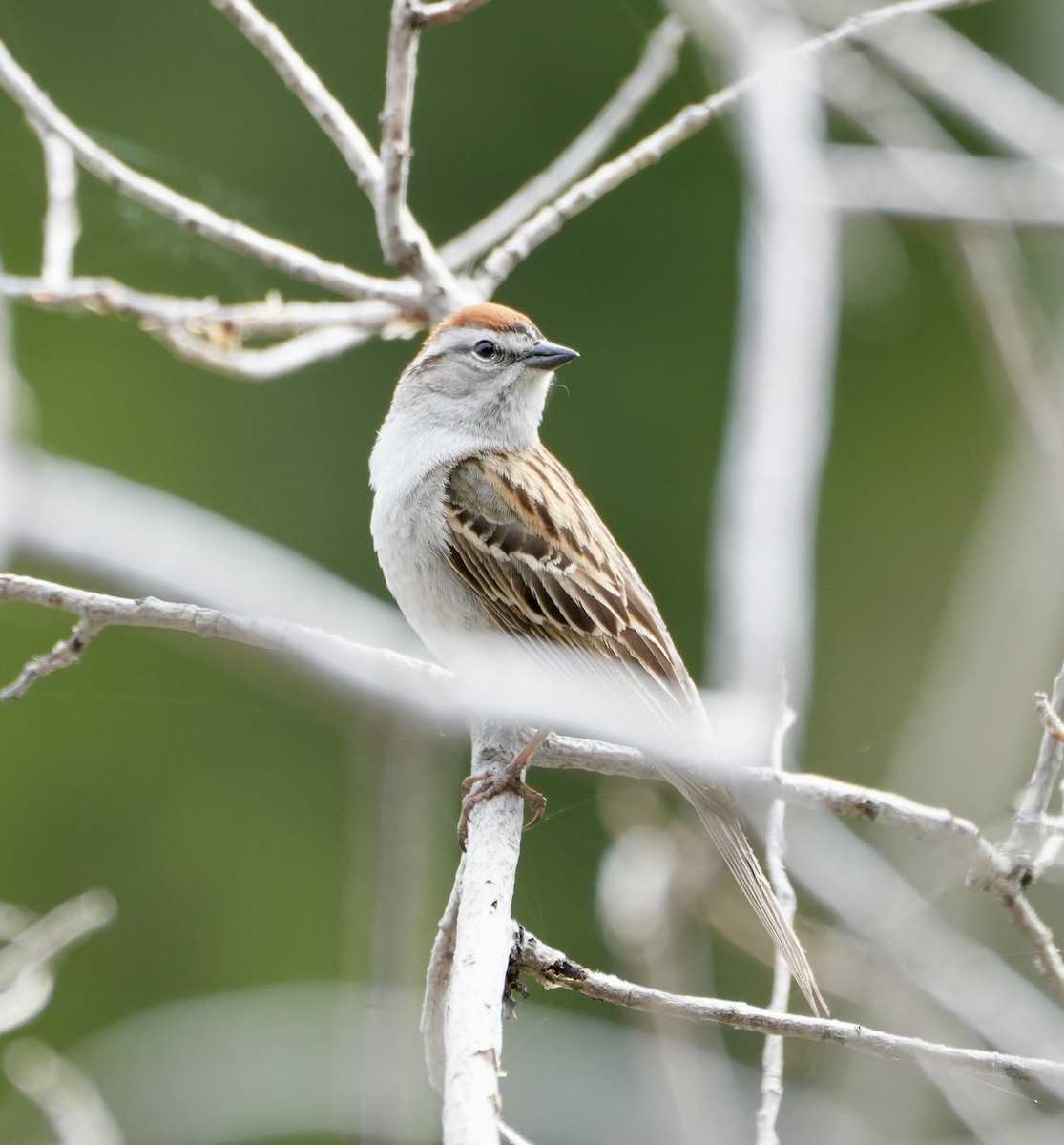 Chipping Sparrow - ML619128120
