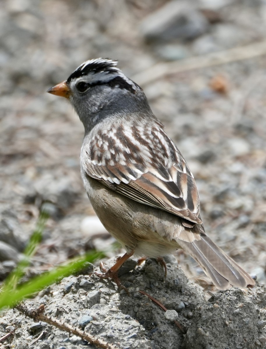 White-crowned Sparrow - ML619128122