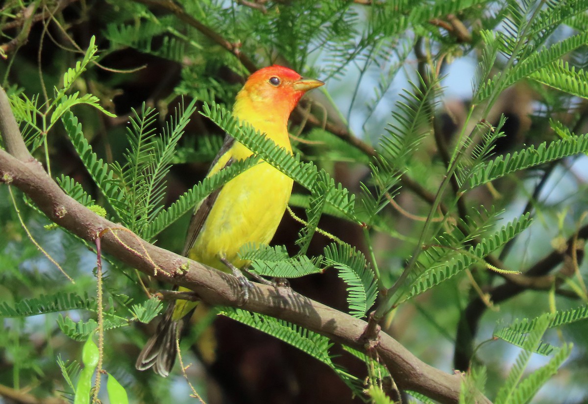 Western Tanager - ML619128138