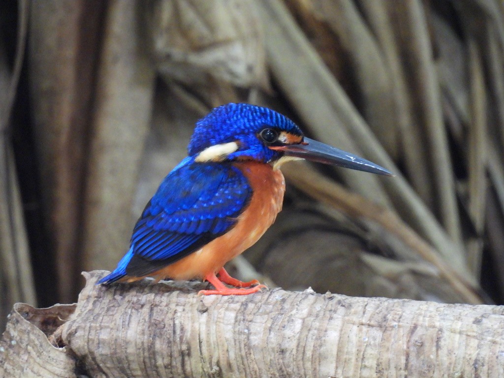 Blue-eared Kingfisher - ML619128148