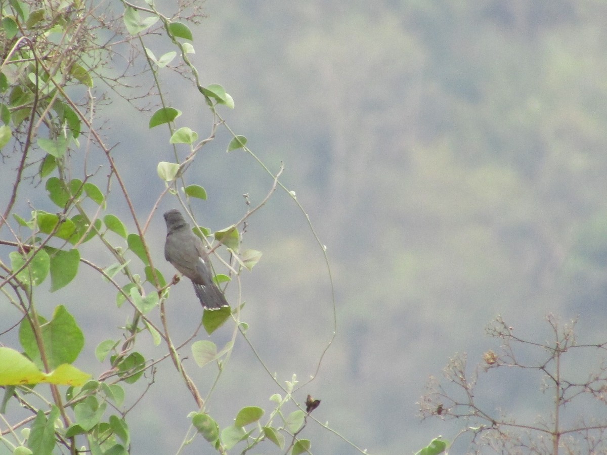 Gray-bellied Cuckoo - ML619128154